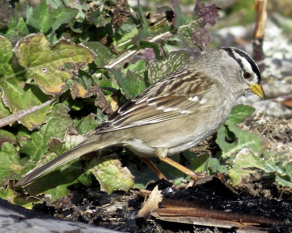 Bruant à couronne blanche - ML610617305