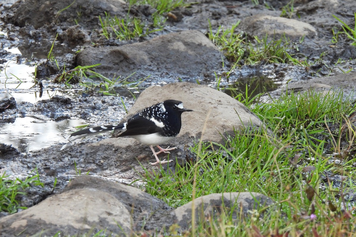 Spotted Forktail - ML610617355