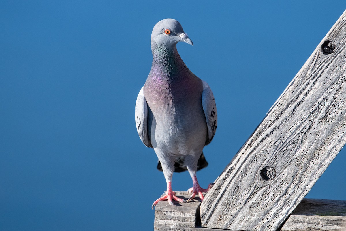 Pigeon biset (forme domestique) - ML610617401