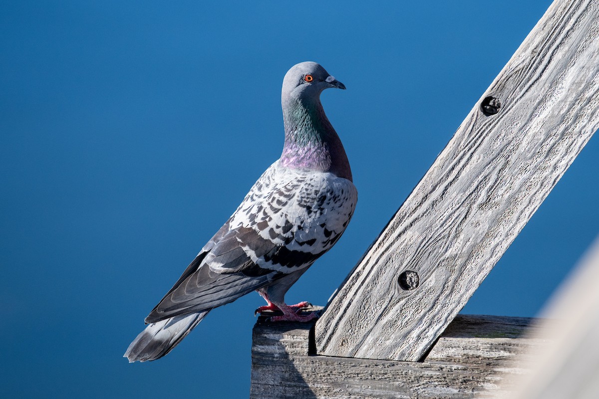 Rock Pigeon (Feral Pigeon) - ML610617402