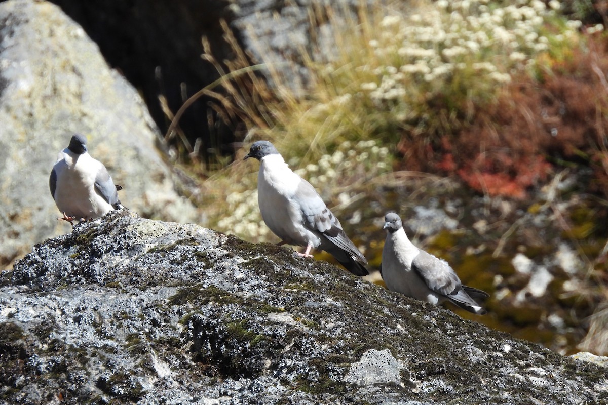 Pigeon des neiges - ML610617524