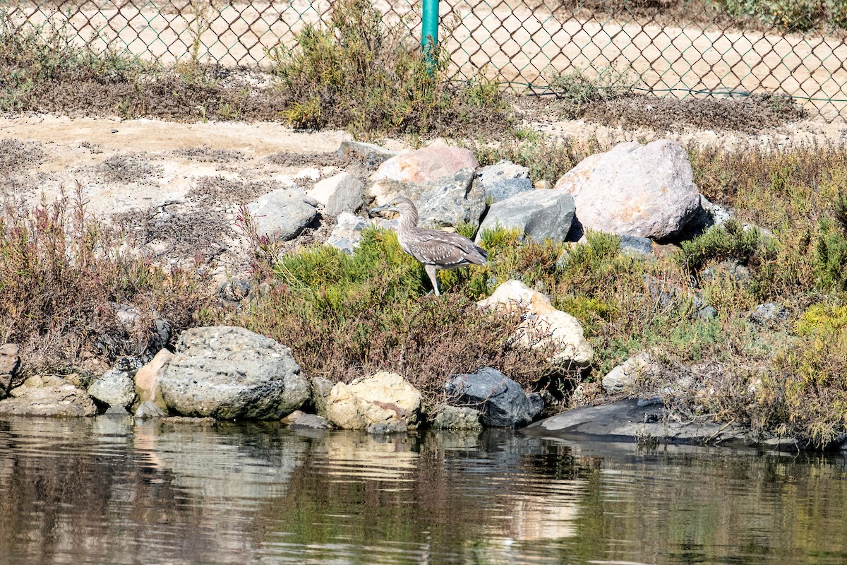 Black-crowned Night Heron - ML610617556