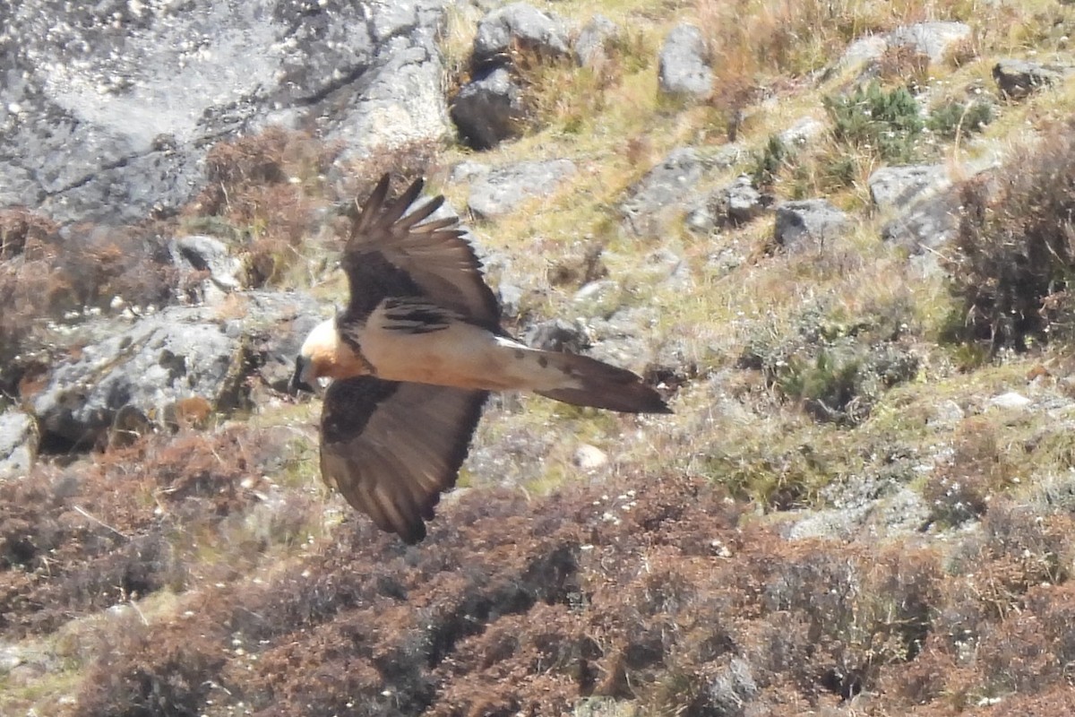 Bearded Vulture - Lachlan Lamont