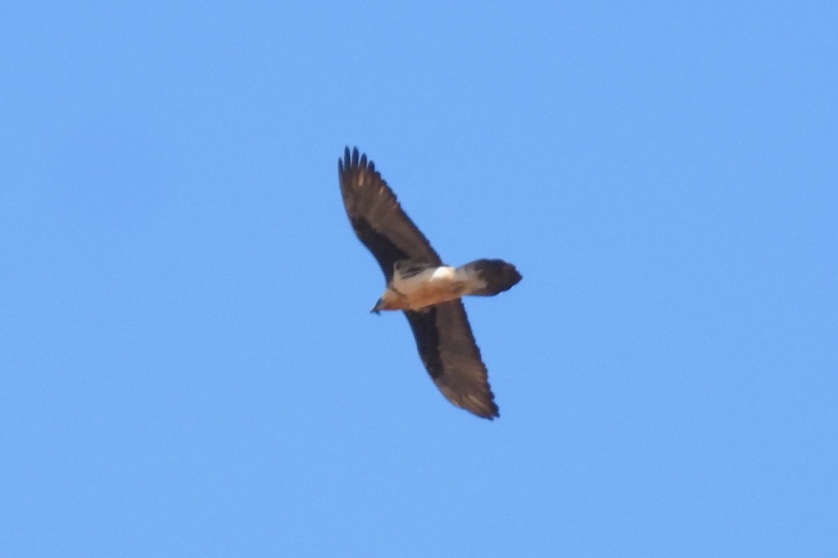 Bearded Vulture - Lachlan Lamont