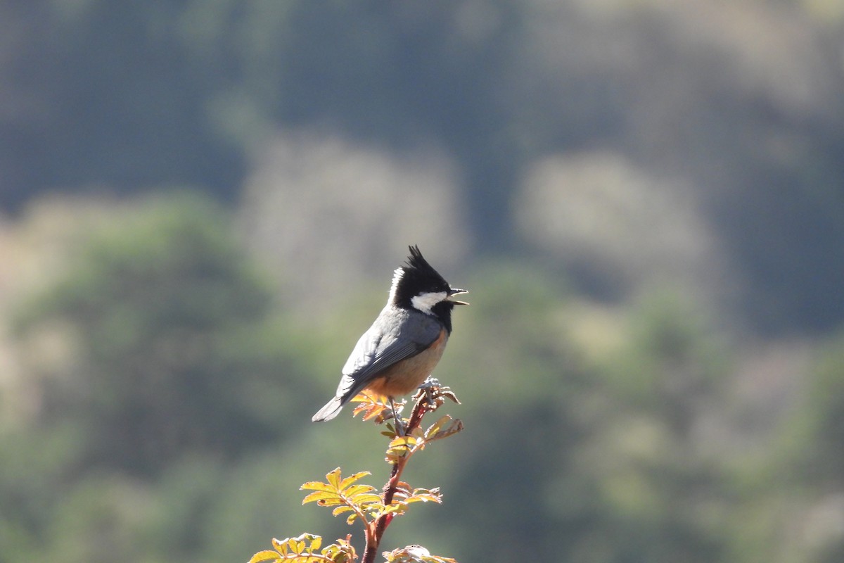 Rufous-vented Tit - ML610617671