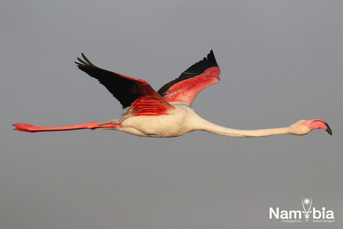 Greater Flamingo - Manod Taengtum