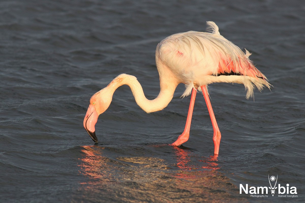 Flamingo - ML610617716