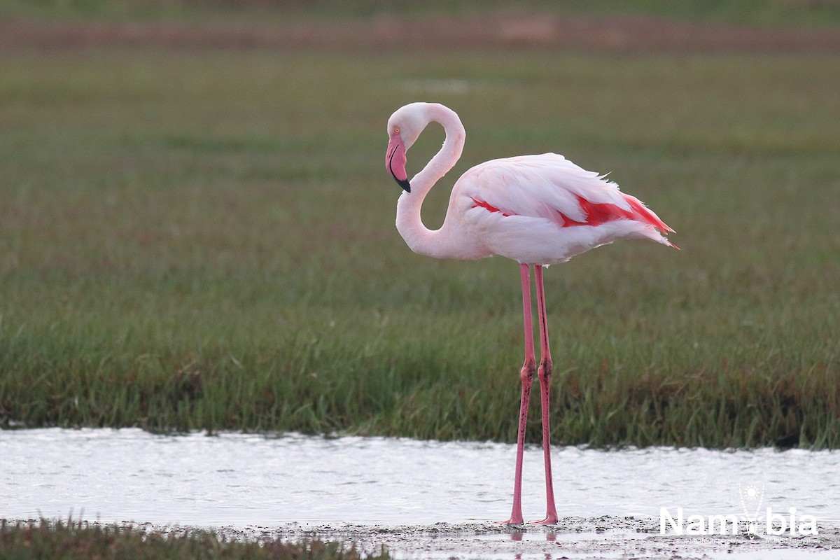 Greater Flamingo - ML610617717