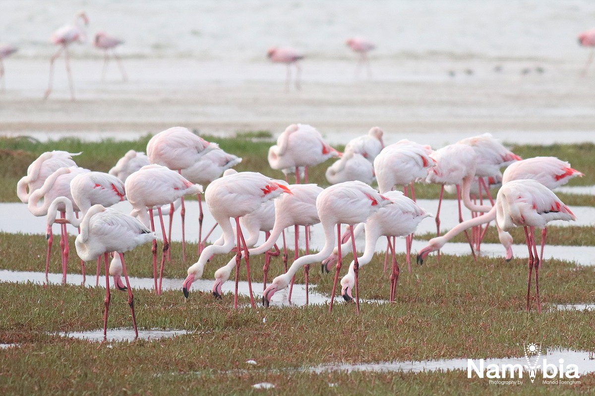 Greater Flamingo - ML610617721