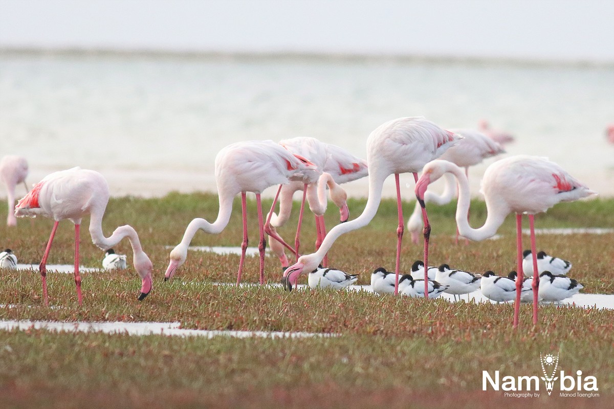 Greater Flamingo - ML610617723