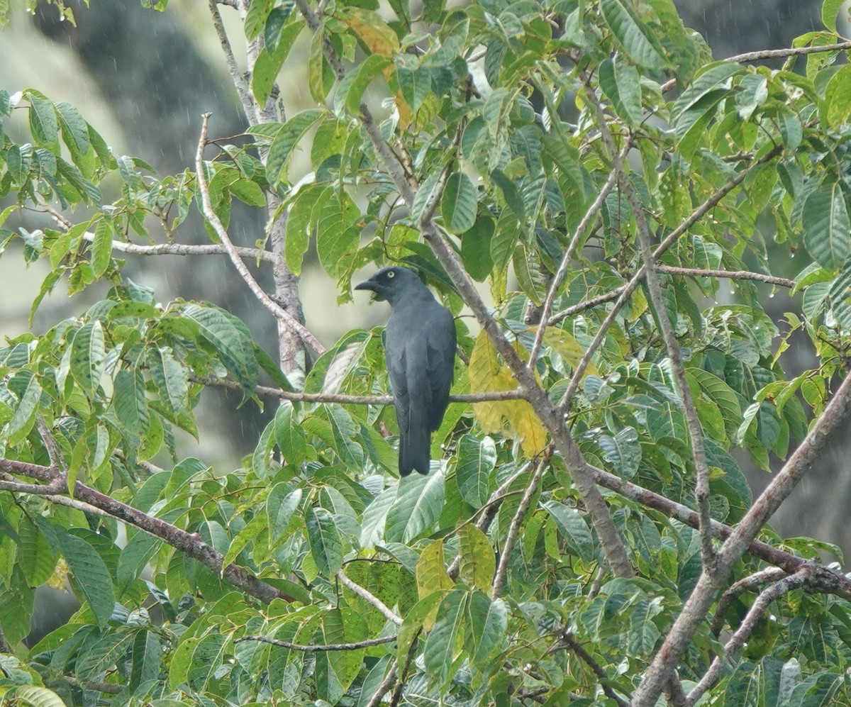 Bar-bellied Cuckooshrike (Philippine) - ML610617726