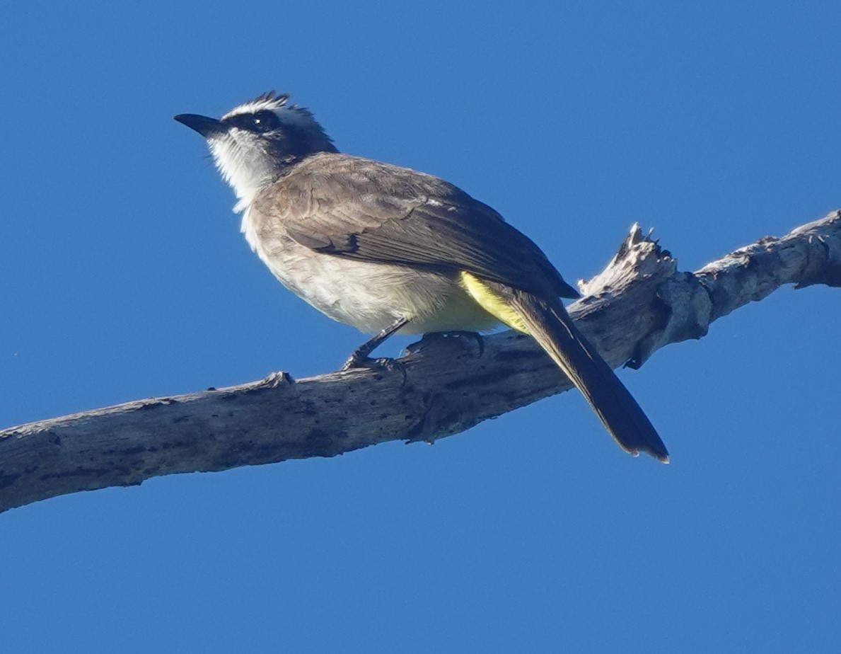 Yellow-vented Bulbul - ML610617741