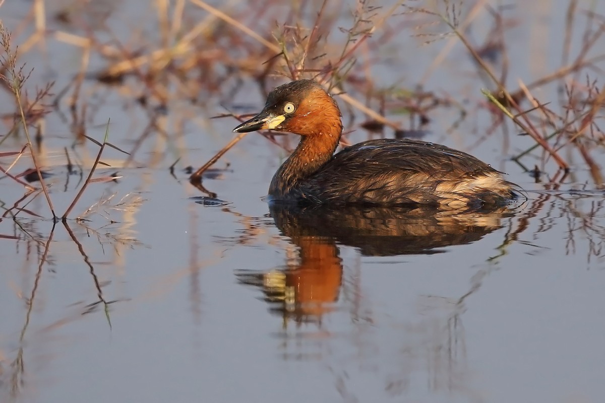 Little Grebe - ML610617753