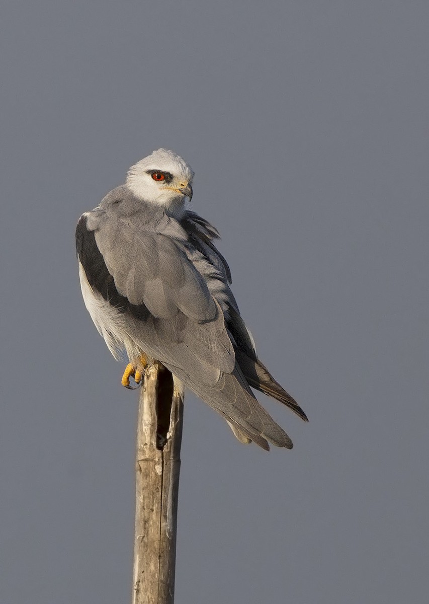 黑翅鳶 - ML610617800