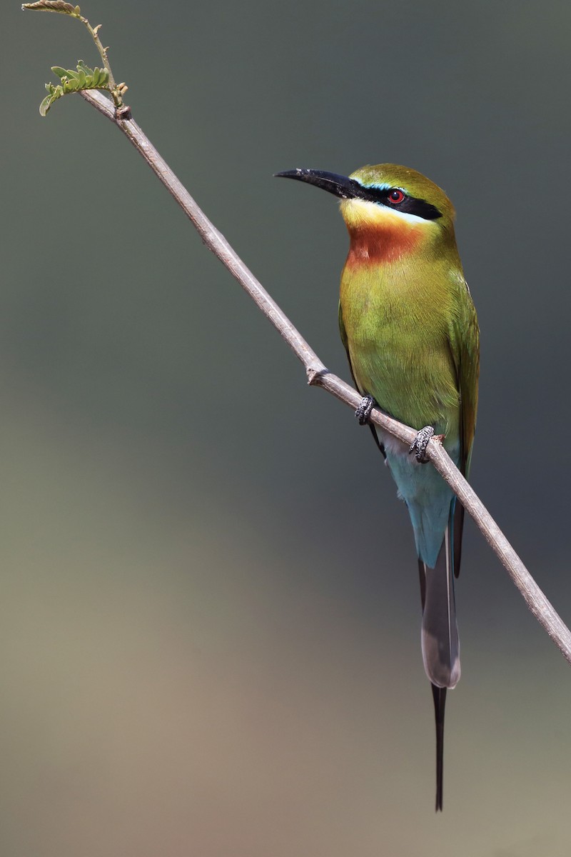 Blue-tailed Bee-eater - ML610617807