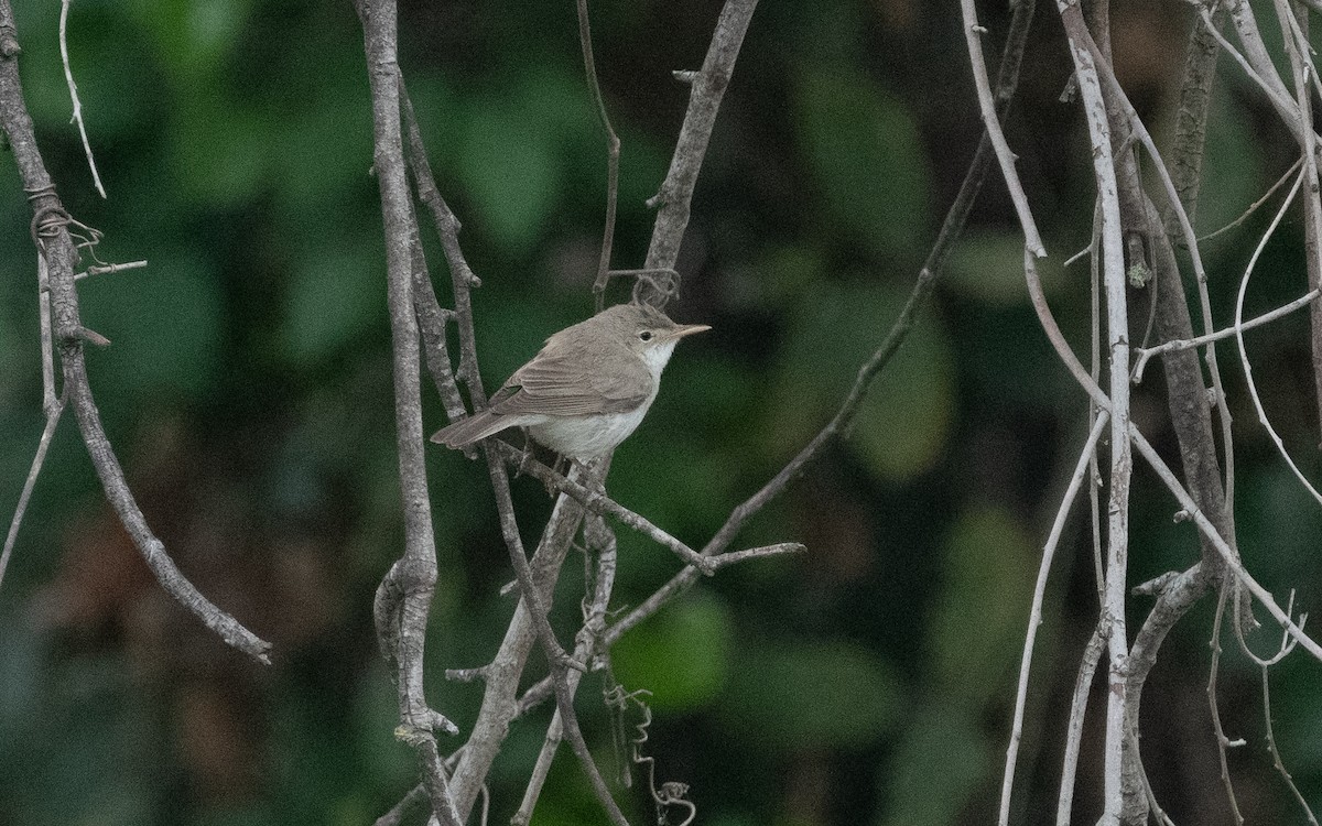 Western Olivaceous Warbler - ML610617818