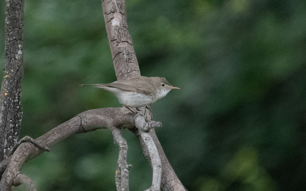 Western Olivaceous Warbler - ML610617820
