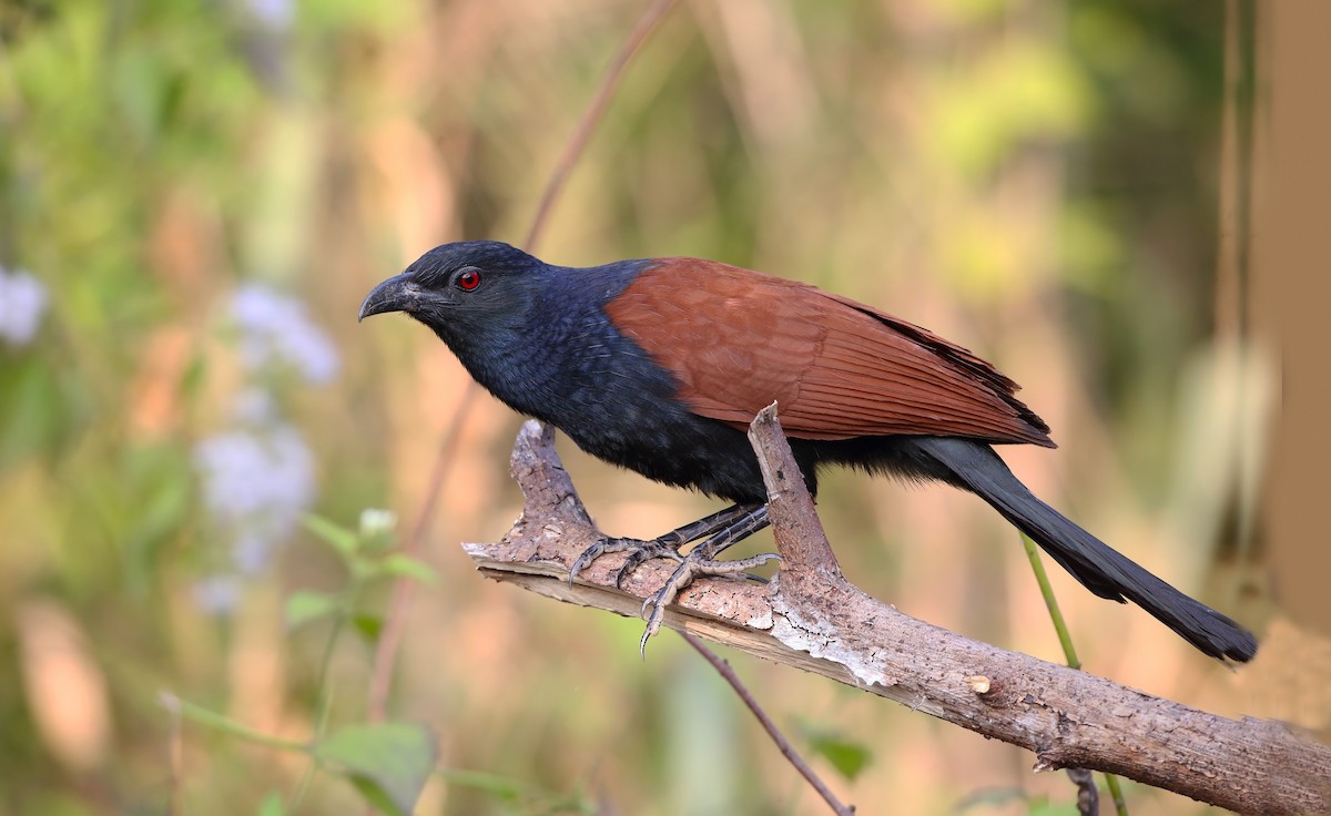 Greater Coucal - ML610617841