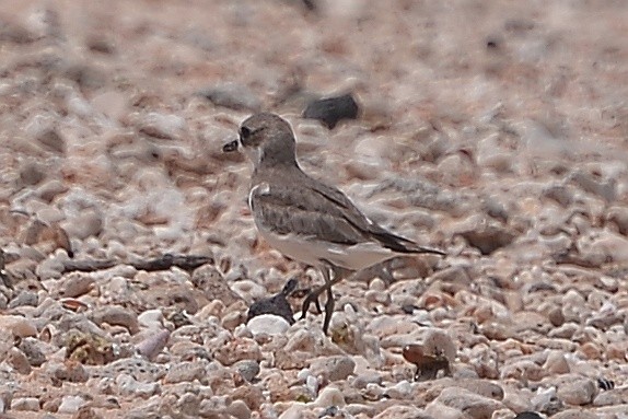 Siberian Sand-Plover - ML610617856