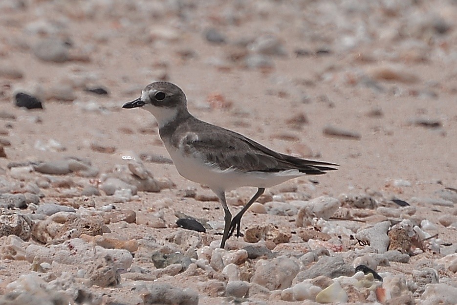 Siberian Sand-Plover - ML610617857