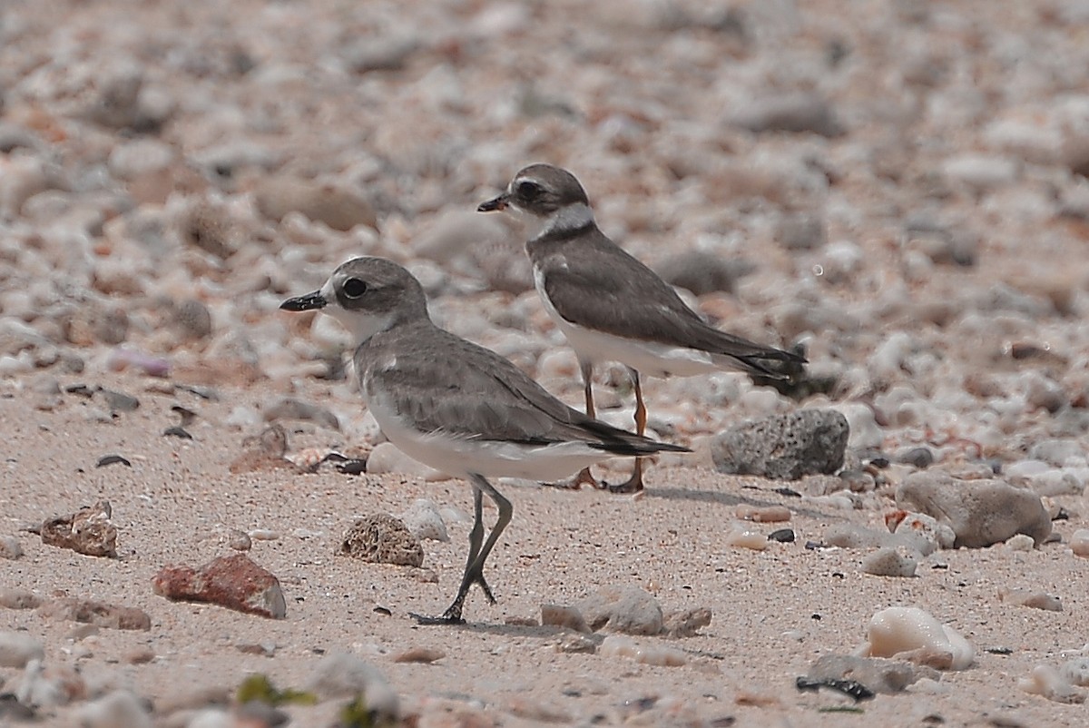 Siberian Sand-Plover - ML610617858