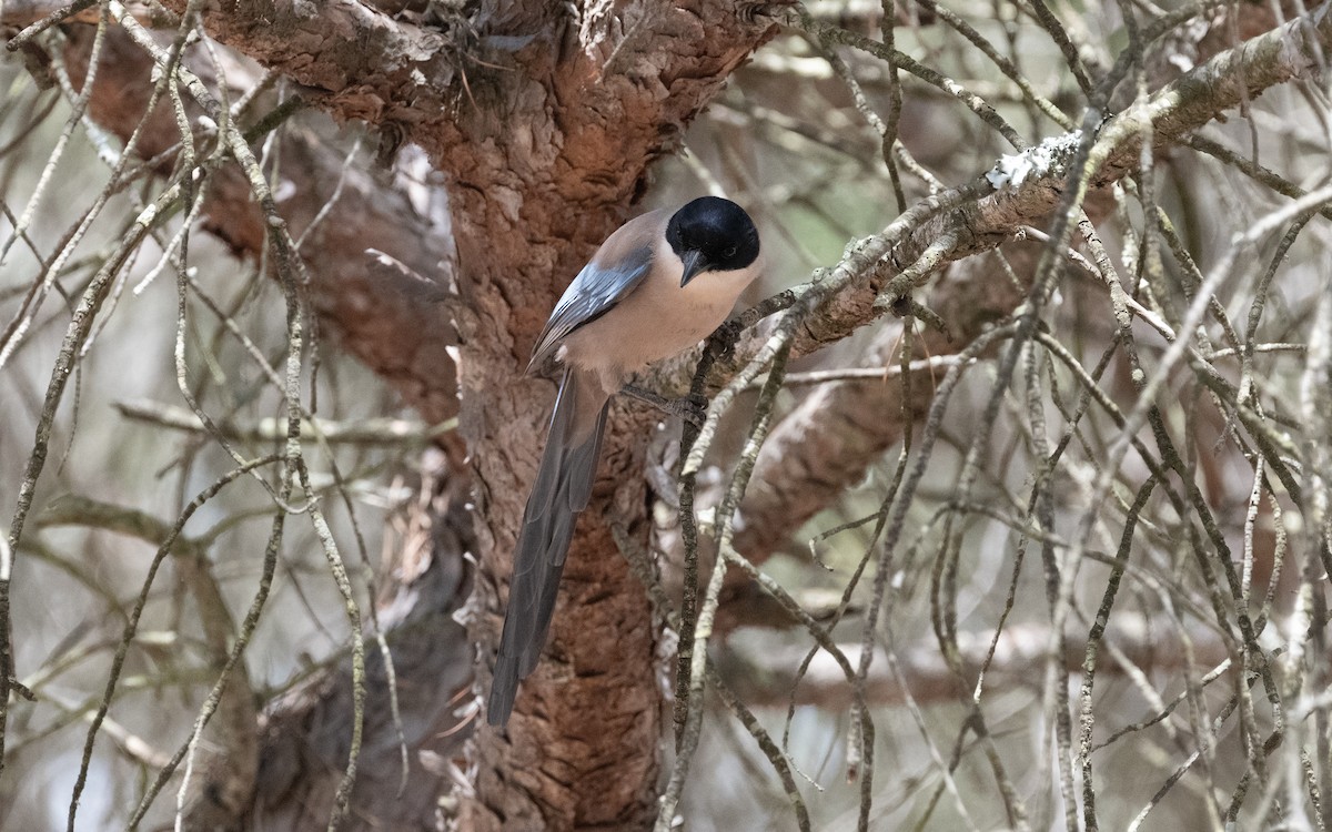 Iberian Magpie - ML610617896
