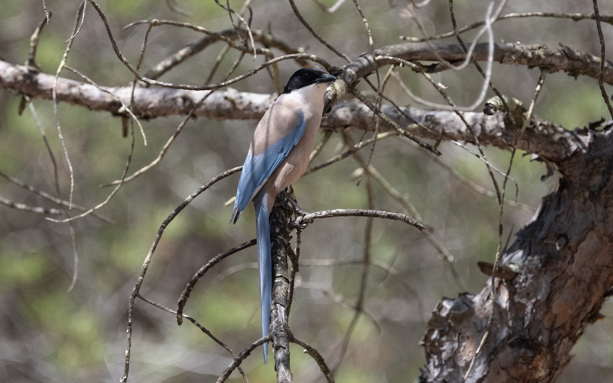 Iberian Magpie - ML610617897