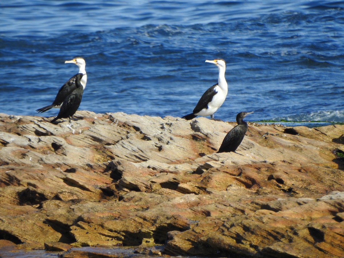 Pied Cormorant - ML610617898