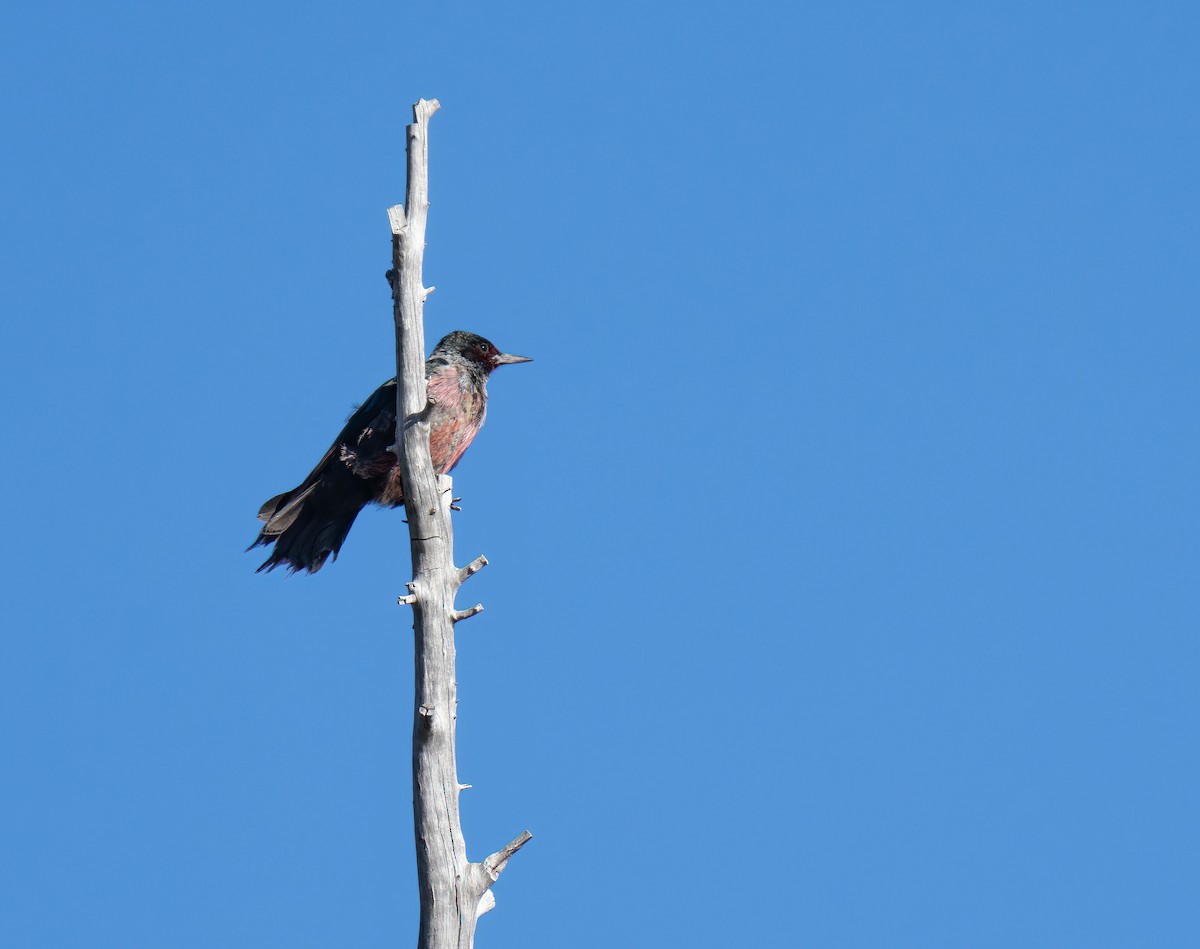 Lewis's Woodpecker - ML610617919