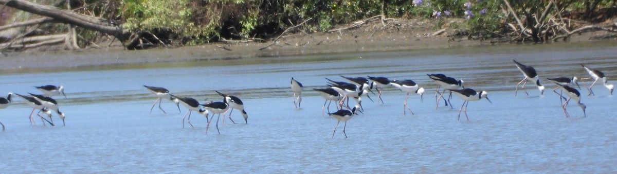 Pied Stilt - ML610617937