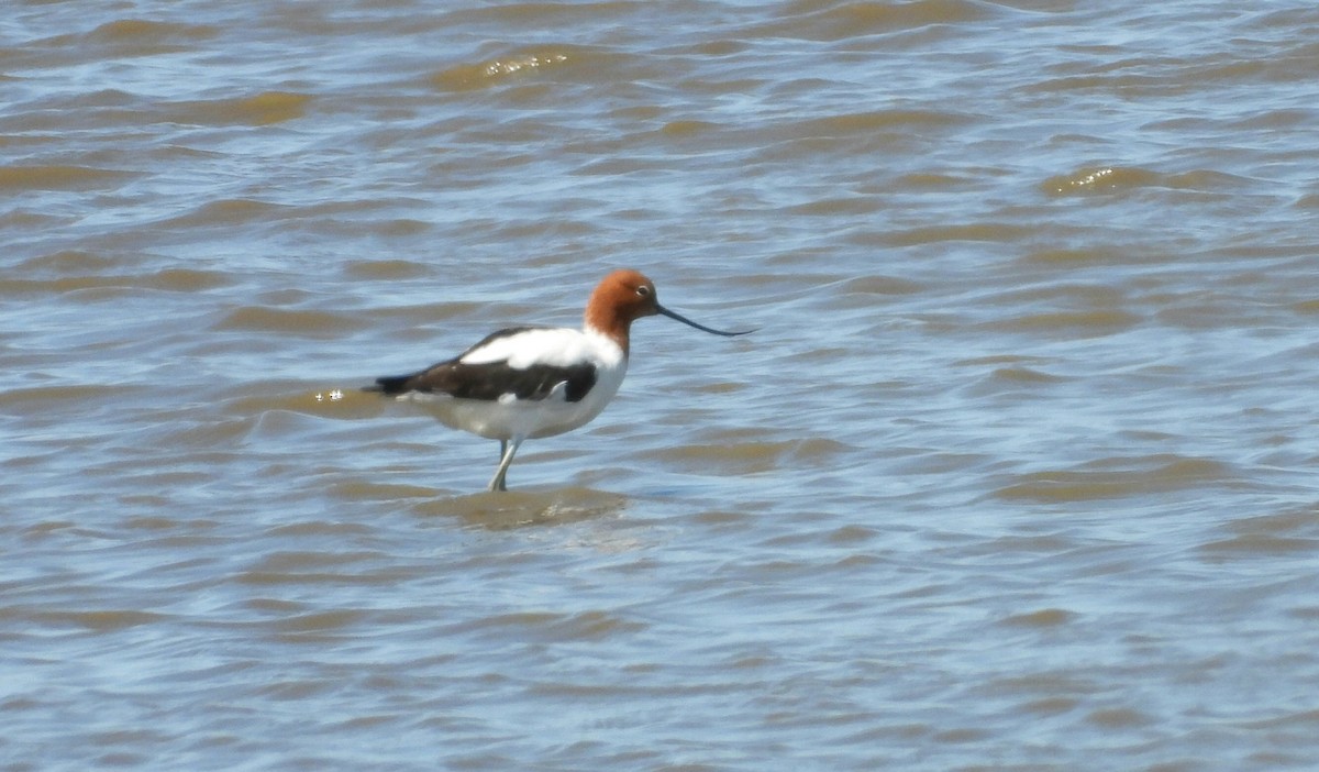 Red-necked Avocet - ML610617943