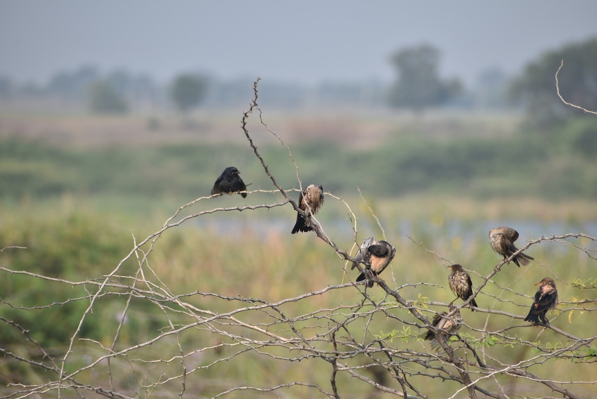 Rosy Starling - Shivukumar Sinnur