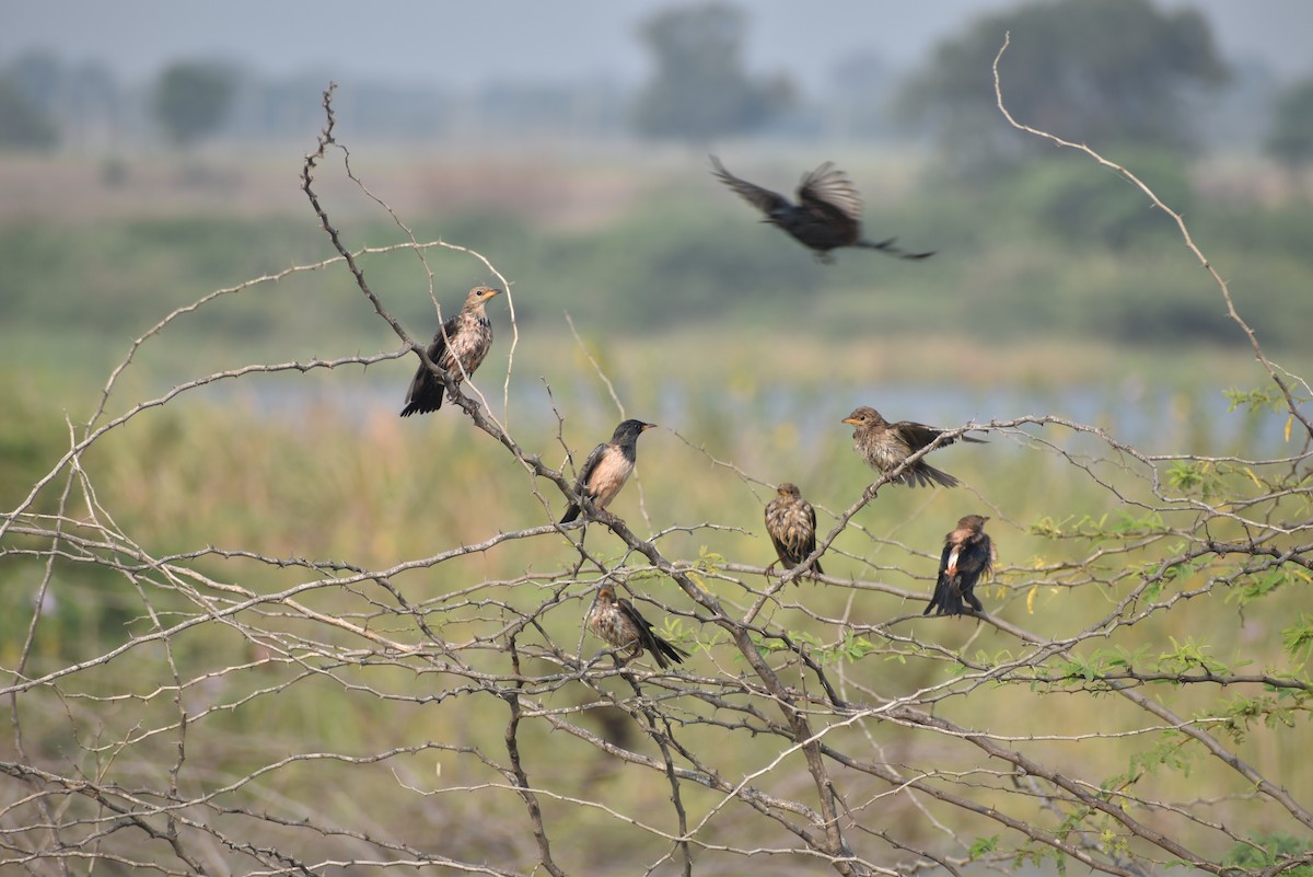 Rosy Starling - ML610617962