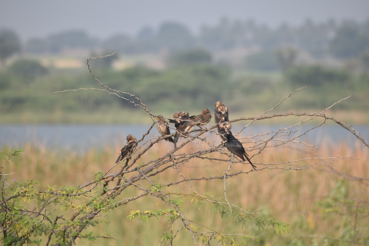 Rosy Starling - Shivukumar Sinnur