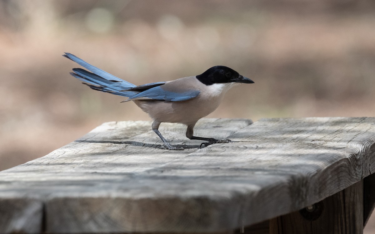 Iberian Magpie - ML610617978