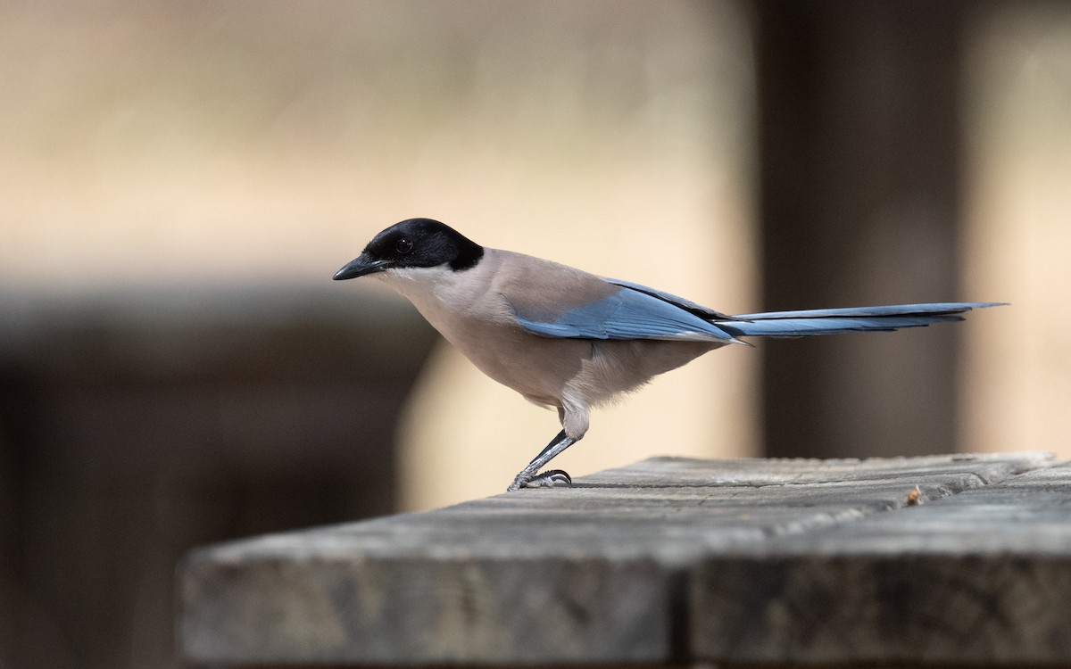 Iberian Magpie - ML610617979