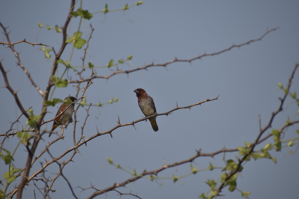 Scaly-breasted Munia - ML610617988