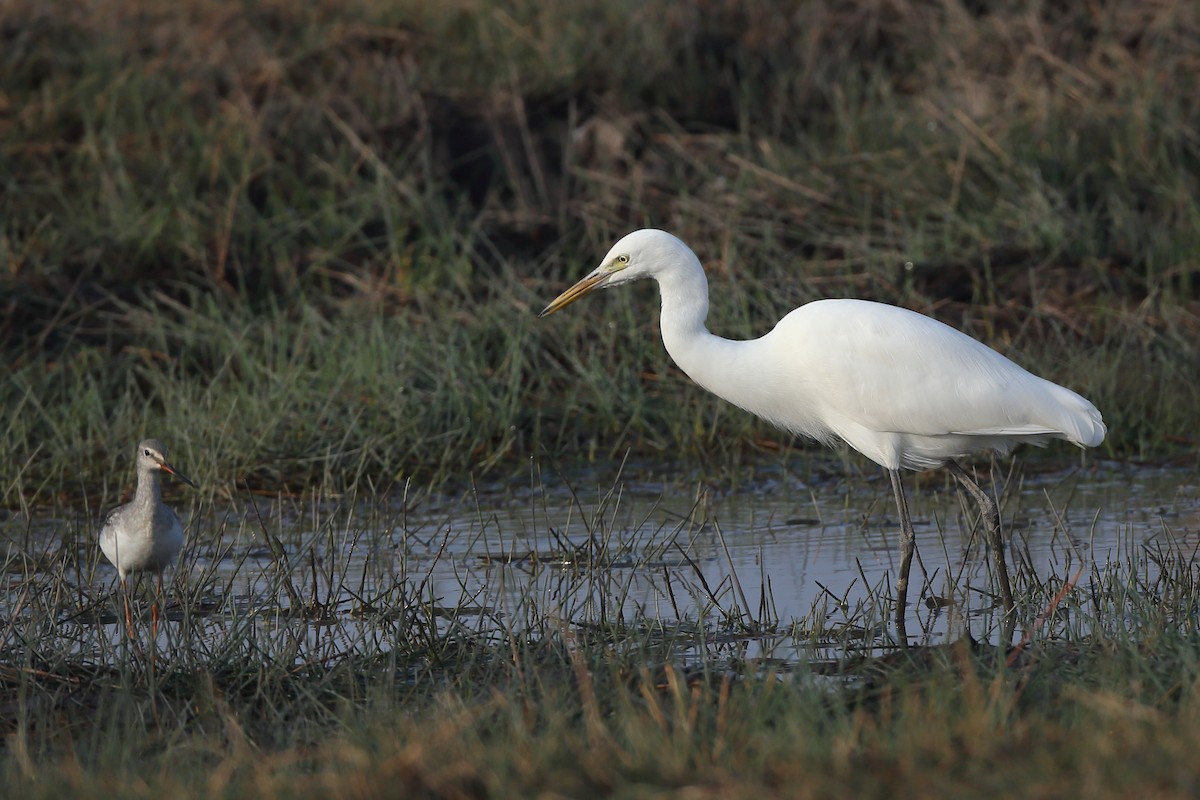 Medium Egret - sheau torng lim