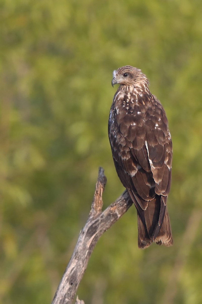 Black Kite - ML610617999