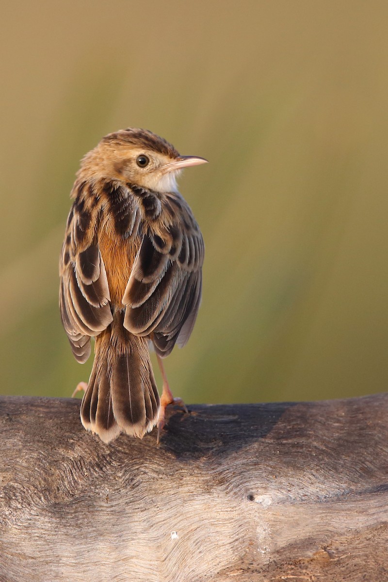 Zitting Cisticola - ML610618010