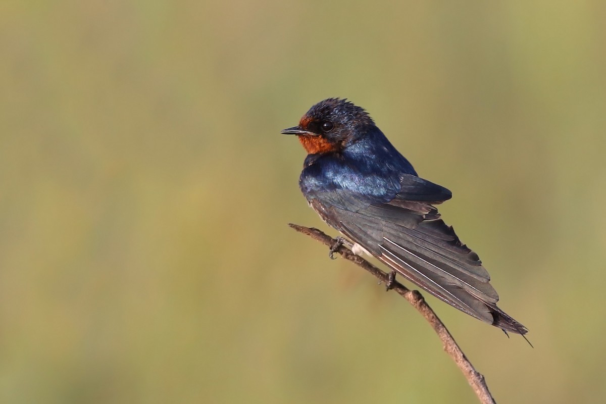 Golondrina Común - ML610618015