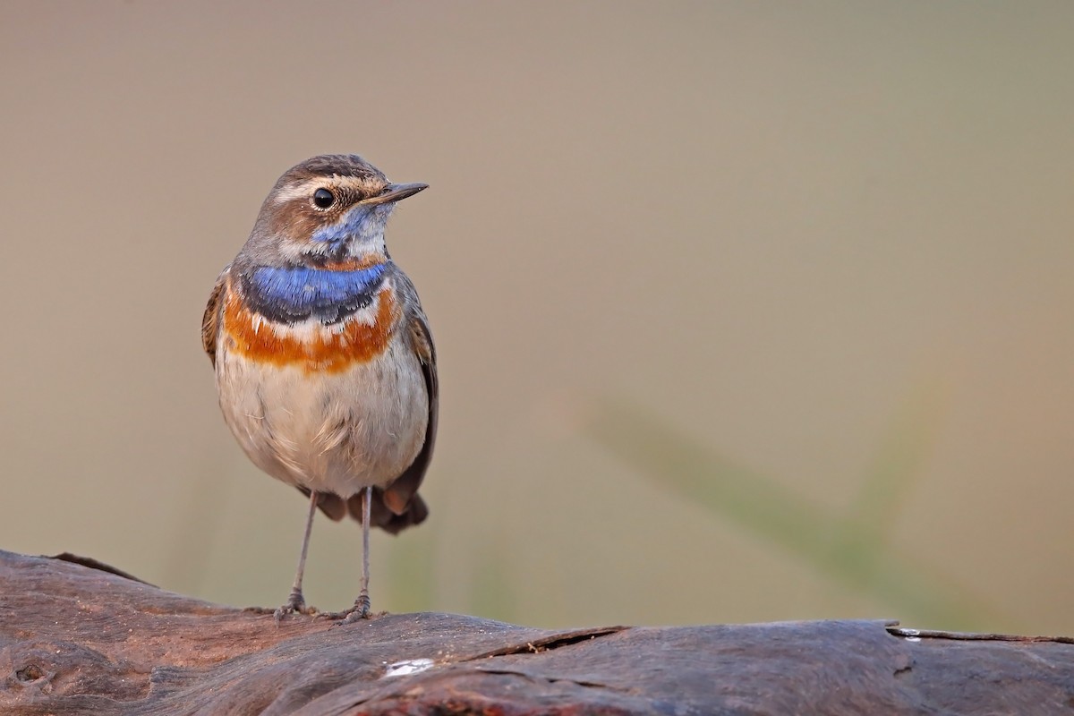 Bluethroat - ML610618016