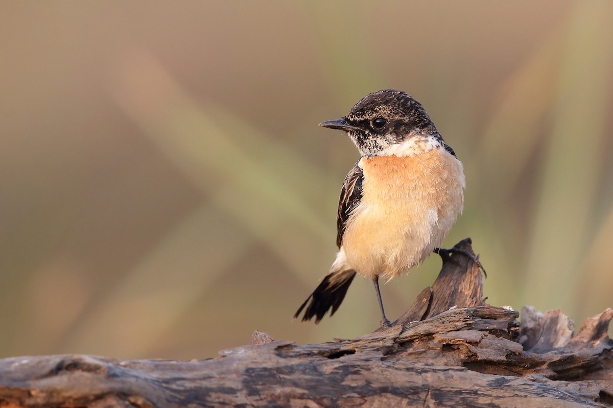 Amur Stonechat - sheau torng lim