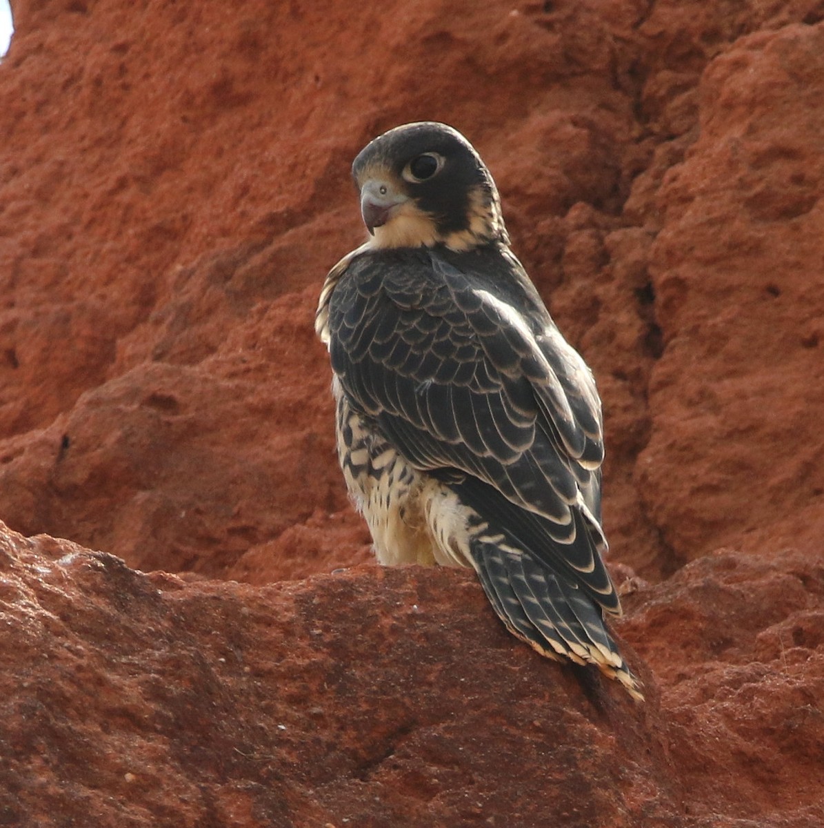 Halcón Peregrino (radama) - ML610618049