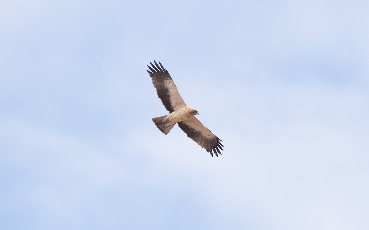 Booted Eagle - ML610618059