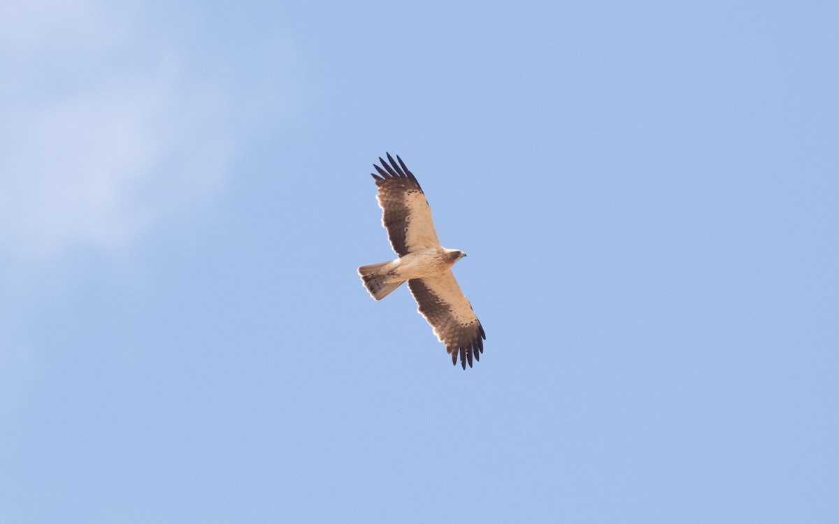 Booted Eagle - ML610618060