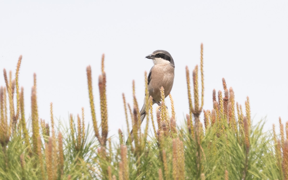 Iberian Gray Shrike - ML610618114