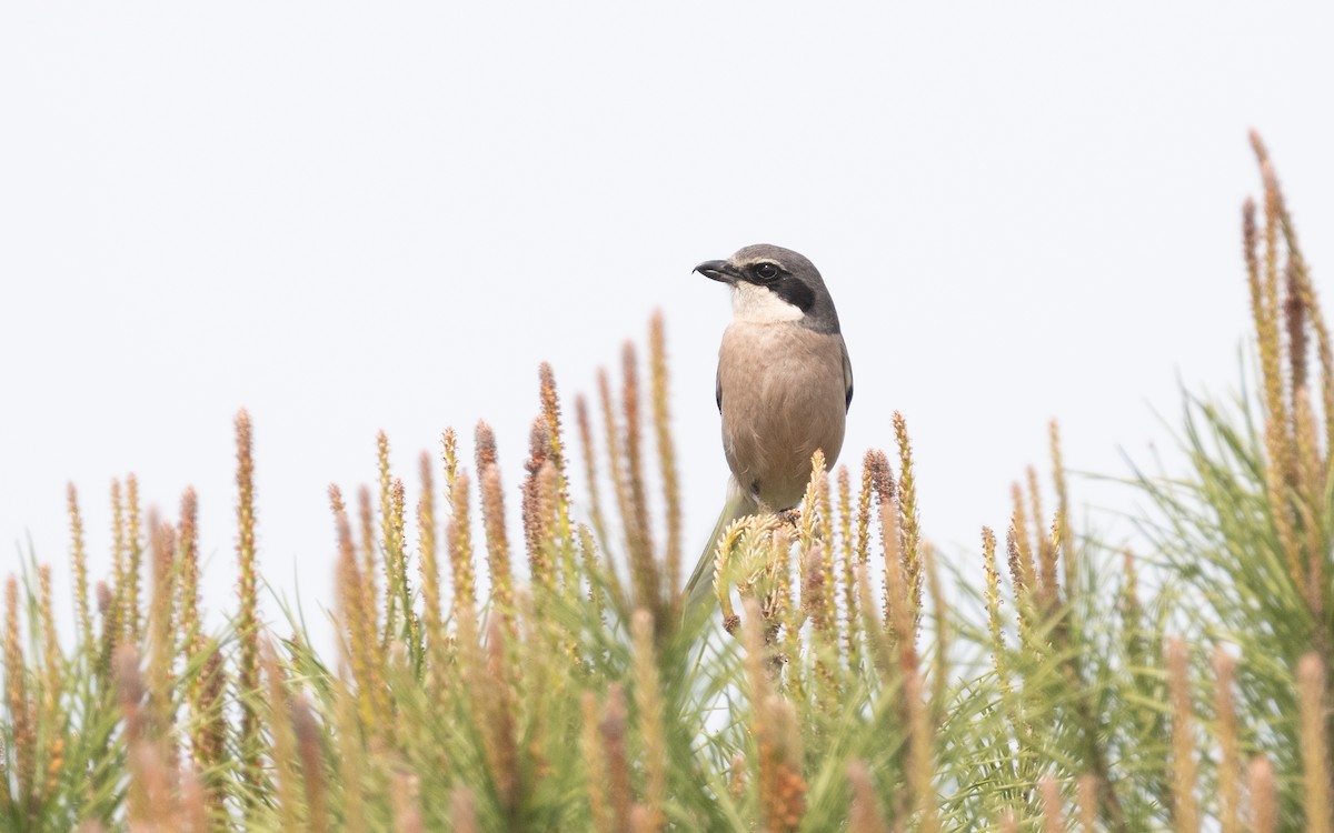 Iberian Gray Shrike - ML610618115