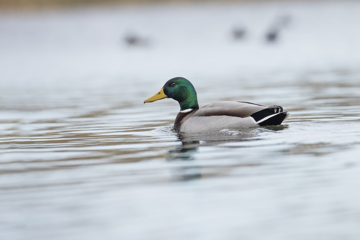 Mallard - ML610618143