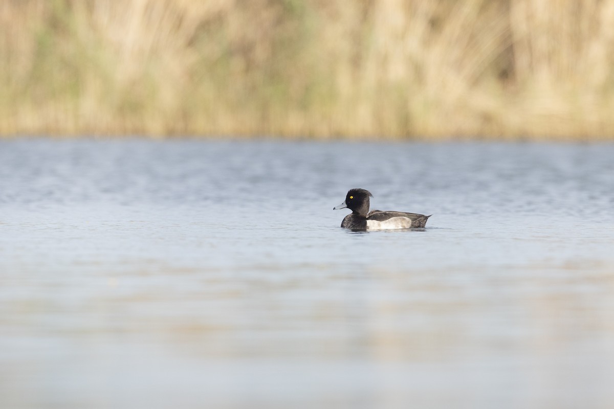 Tufted Duck - ML610618148